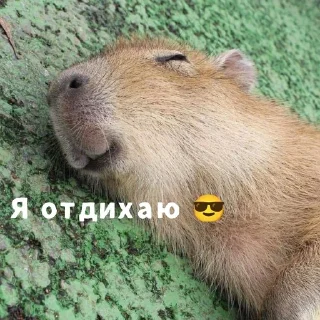Sticker from ♡︎𝙲𝙰𝙿𝚈𝙱𝙰𝚁𝙰♡︎
