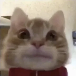 😐 emoji catsss Telegram sticker 23 of 82