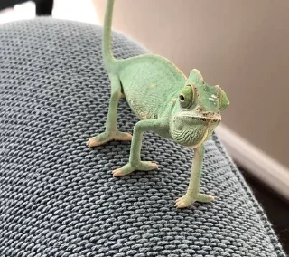 🦎 emoji Lizardsss Telegram sticker 14 of 29
