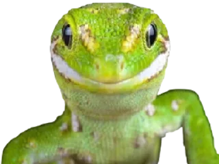 🦎 emoji Lizardsss Telegram sticker 8 of 29