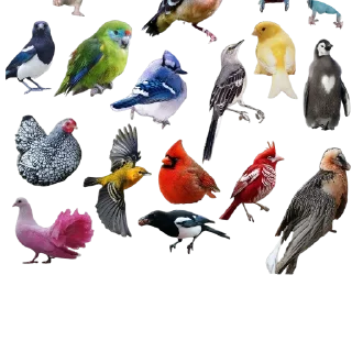 🐦 emoji птички прозрачн Telegram sticker 14 of 28