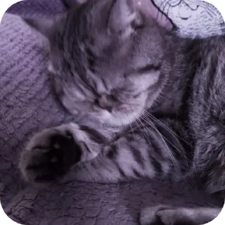 🐱 emoji Кокаин(кокс) Telegram sticker 19 of 40