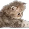 🌟 emoji TG:@DOZAURE Telegram sticker 22 of 23