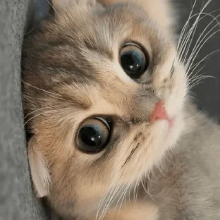 Sticker from cats
