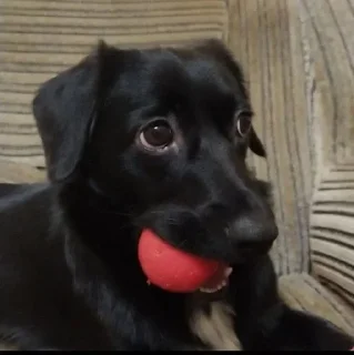 🎾 emoji шабакиныв браке Telegram sticker 9 of 12