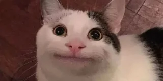 Sticker from Meme cats