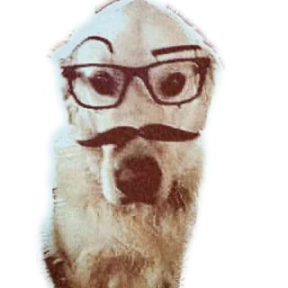 🐶 emoji БОЛЬШЕ ⇨ @CLOOBHUB БОЙЦОВСКИЙ КЛУБ ОСТРЫЕ КОЗЫРЬКИ Telegram sticker 6 of 65