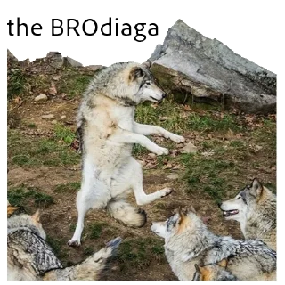 😎 emoji ВОЛК НЕ ВОРК Telegram sticker 2 of 20
