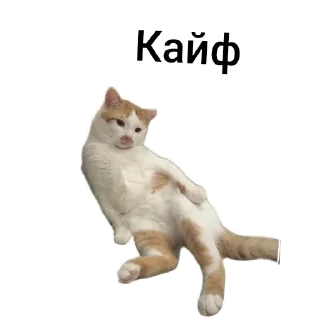 🐱 emoji Кот Кузя чееек Telegram sticker 1 of 7
