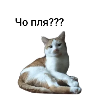 🤨 emoji Кот Кузя чееек Telegram sticker 5 of 7