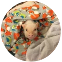 😌 emoji Pig Telegram sticker 11 of 24