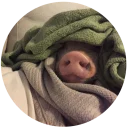 😔 emoji Pig Telegram sticker 9 of 24