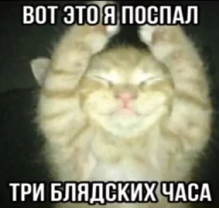 😆 emoji котеки животеки Telegram sticker 22 of 50