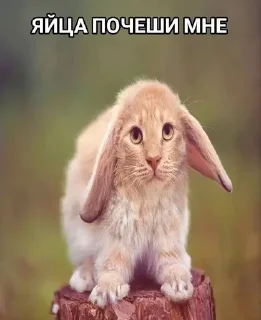 🥚 emoji котеки животеки Telegram sticker 18 of 50