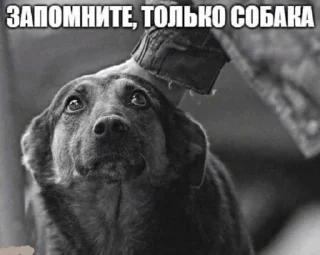 🐕 emoji котеки животеки Telegram sticker 23 of 50