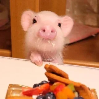 Sticker from pig mood