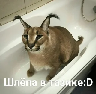Sticker from Шлёпа