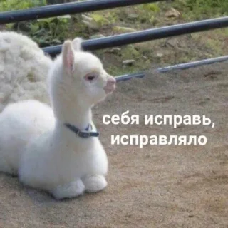 😋 emoji сдохла когда краш это мать Telegram sticker 6 of 44