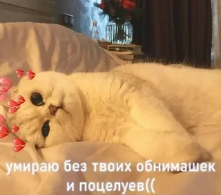 😘 emoji да, Ларёк, это кошки Telegram sticker 11 of 40