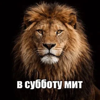 🌟 emoji Дикие кошки | marty Telegram sticker 4 of 20