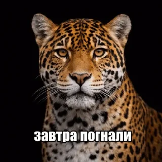🌟 emoji Дикие кошки | marty Telegram sticker 8 of 20