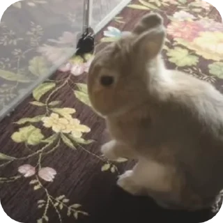 🐇 emoji заички Telegram sticker 21 of 21