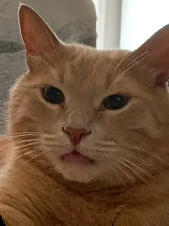 🙄 emoji персюня мой крашик Telegram sticker 19 of 19
