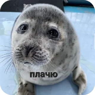 🐶 emoji Тюлень Telegram sticker 12 of 17