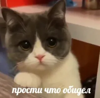 🥺 emoji Котята Telegram sticker 14 of 92