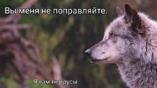 🐺 emoji Ауф Telegram sticker 12 of 53