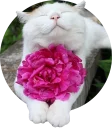 🐱 emoji @TVstickers cats Telegram sticker 24 of 117