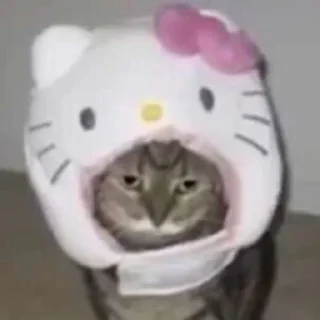 😻 emoji Имбовые котики @stikirstipo Telegram sticker 17 of 55