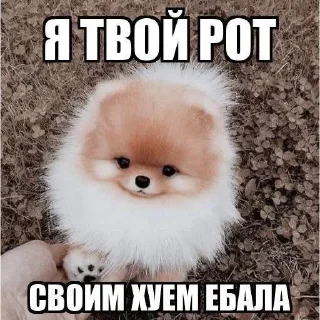 ❤️ emoji мили котики и пёсики Telegram sticker 16 of 22