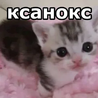 👸 emoji мили котики и пёсики Telegram sticker 22 of 22