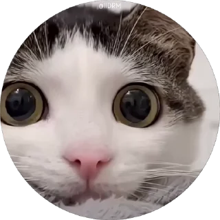 😿 emoji 🐾 𝐩𝐚𝐜𝐤 ᴰᴿᴹ @IIDRM Telegram sticker 12 of 120
