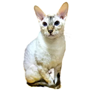 😄 emoji Skachkov YouTube Telegram sticker 20 of 25