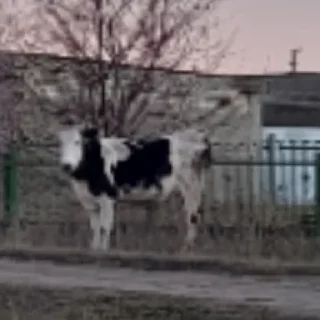 🐄 emoji Я и ты, между нами молния Telegram sticker 7 of 51