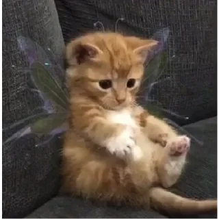 Sticker from cutest