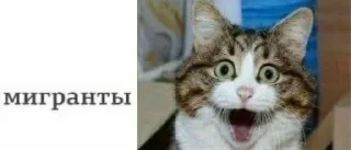 😮 emoji все новиопы попадают в рай Telegram sticker 8 of 46
