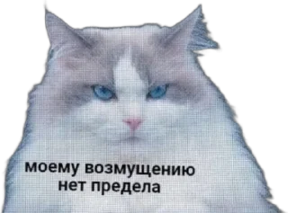 😡 emoji шлюшка поварюшка Telegram sticker 22 of 27