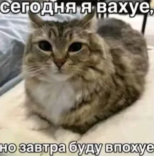 🤩 emoji рофляночка @giypirno Telegram sticker 14 of 51