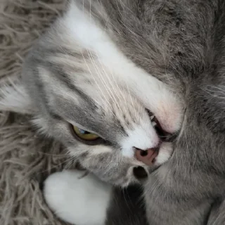 🤯 emoji мышка Telegram sticker 6 of 15