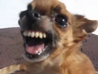 🐶 emoji сабака Telegram sticker 16 of 41