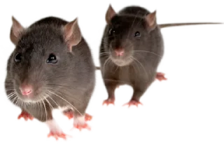 Sticker from 🐀🐸 крыски, жабки by @uglycutedying