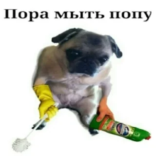 🧼 emoji Пуси джуси джуси пуси Telegram sticker 13 of 25
