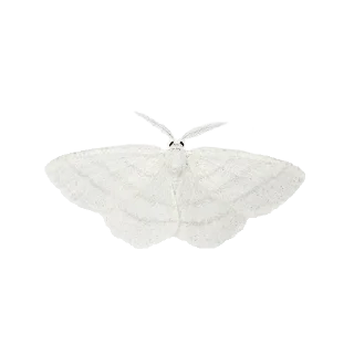 🕊 emoji ୨୧’ angelcore ⋆˚｡ Telegram sticker 22 of 95