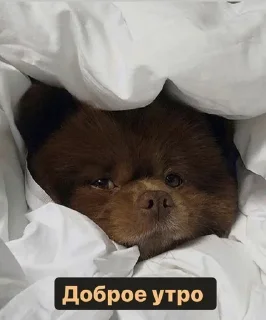 Sticker from Джаст фор май Шугар💞