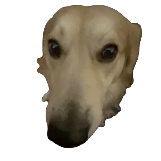 Sticker from 🐶