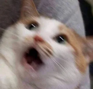 😰 emoji котёночек Telegram sticker 20 of 50