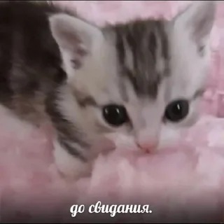 👋 emoji котёночек Telegram sticker 6 of 50